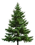 Sapin2