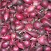 oignons_rouges